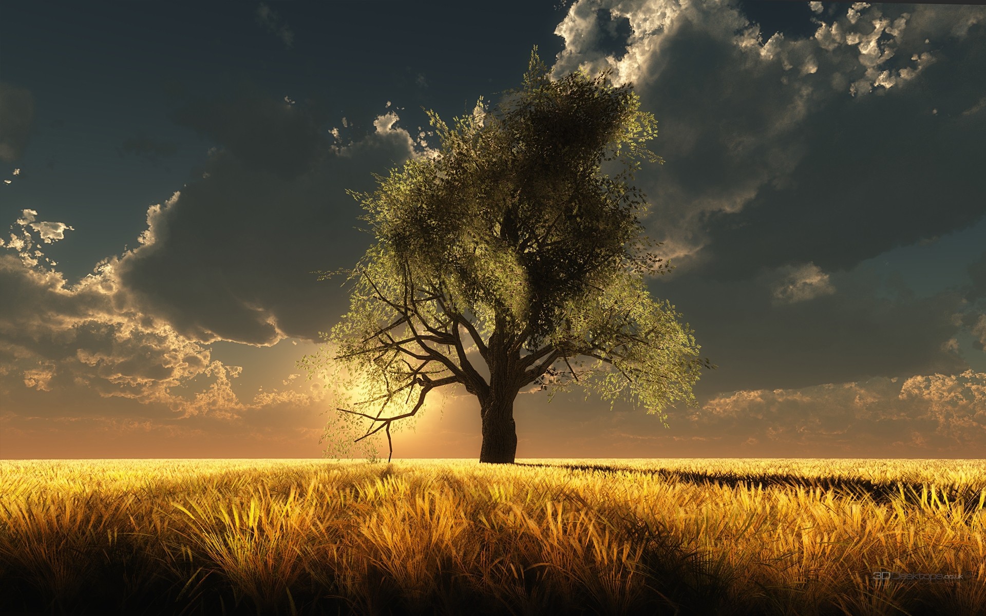Albero Home
