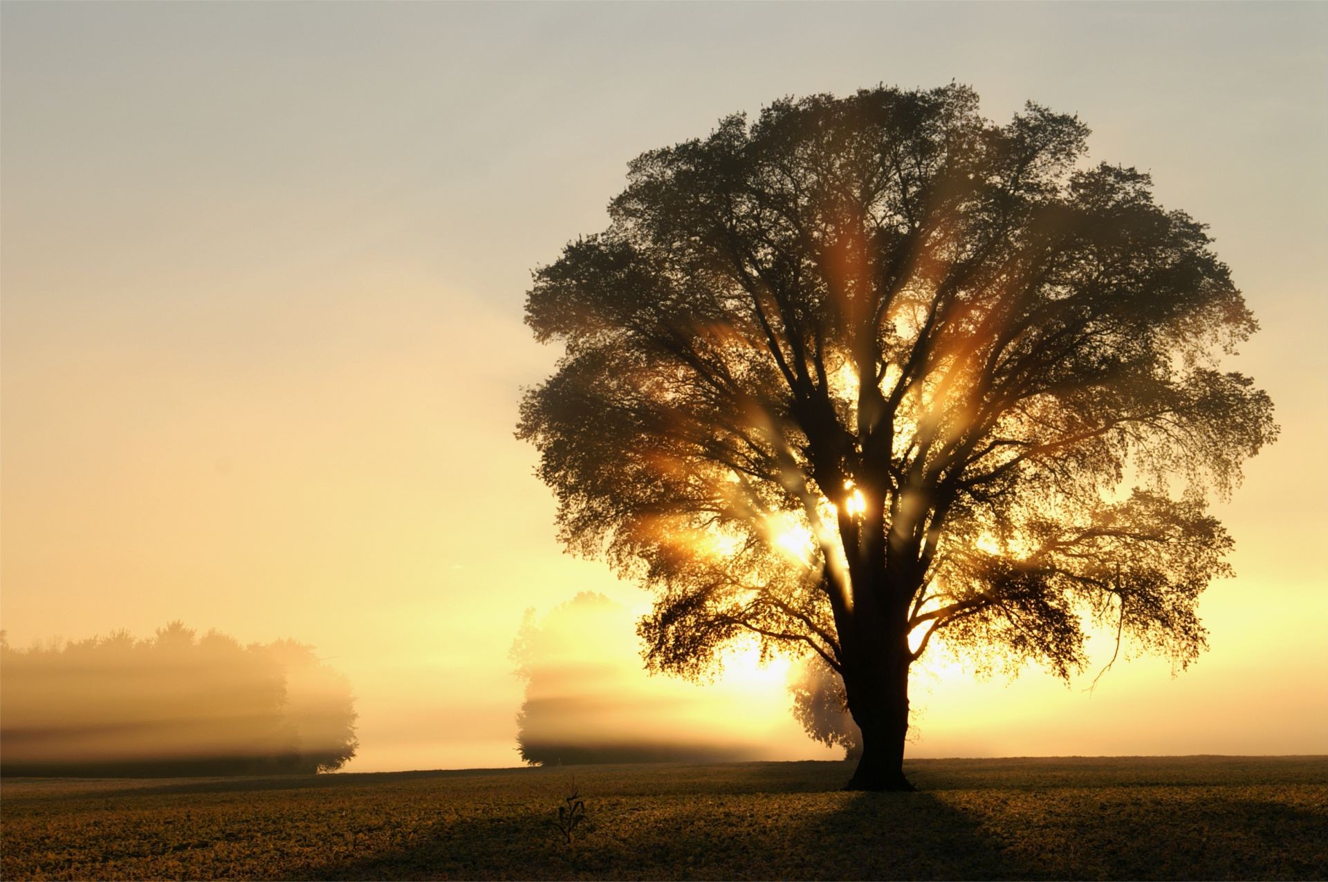 albero